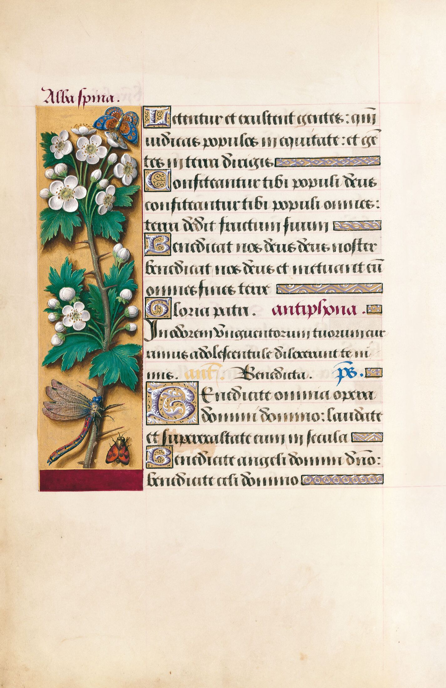 f. 39v, Espino albar