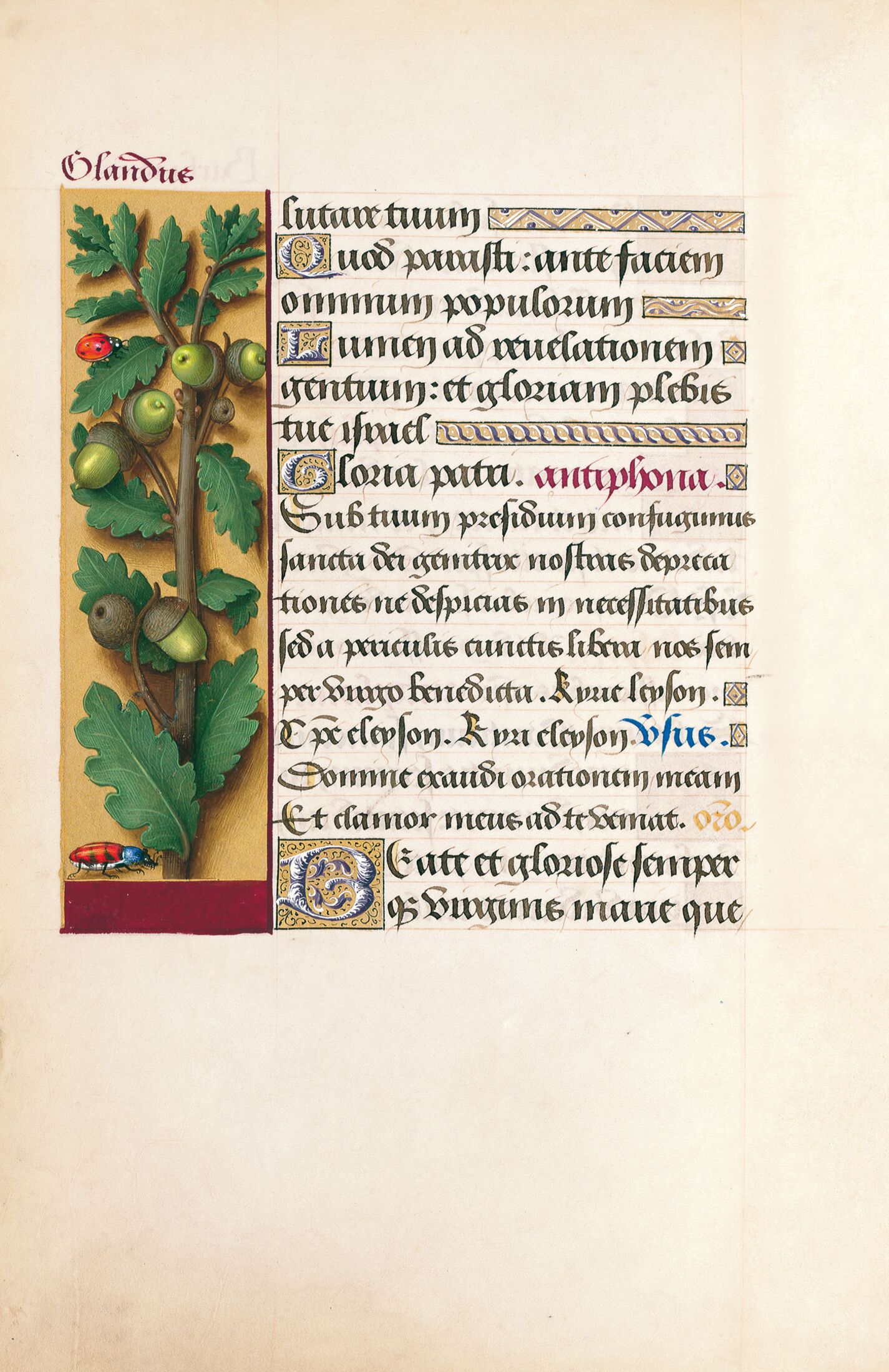 f. 87v, Roble albar