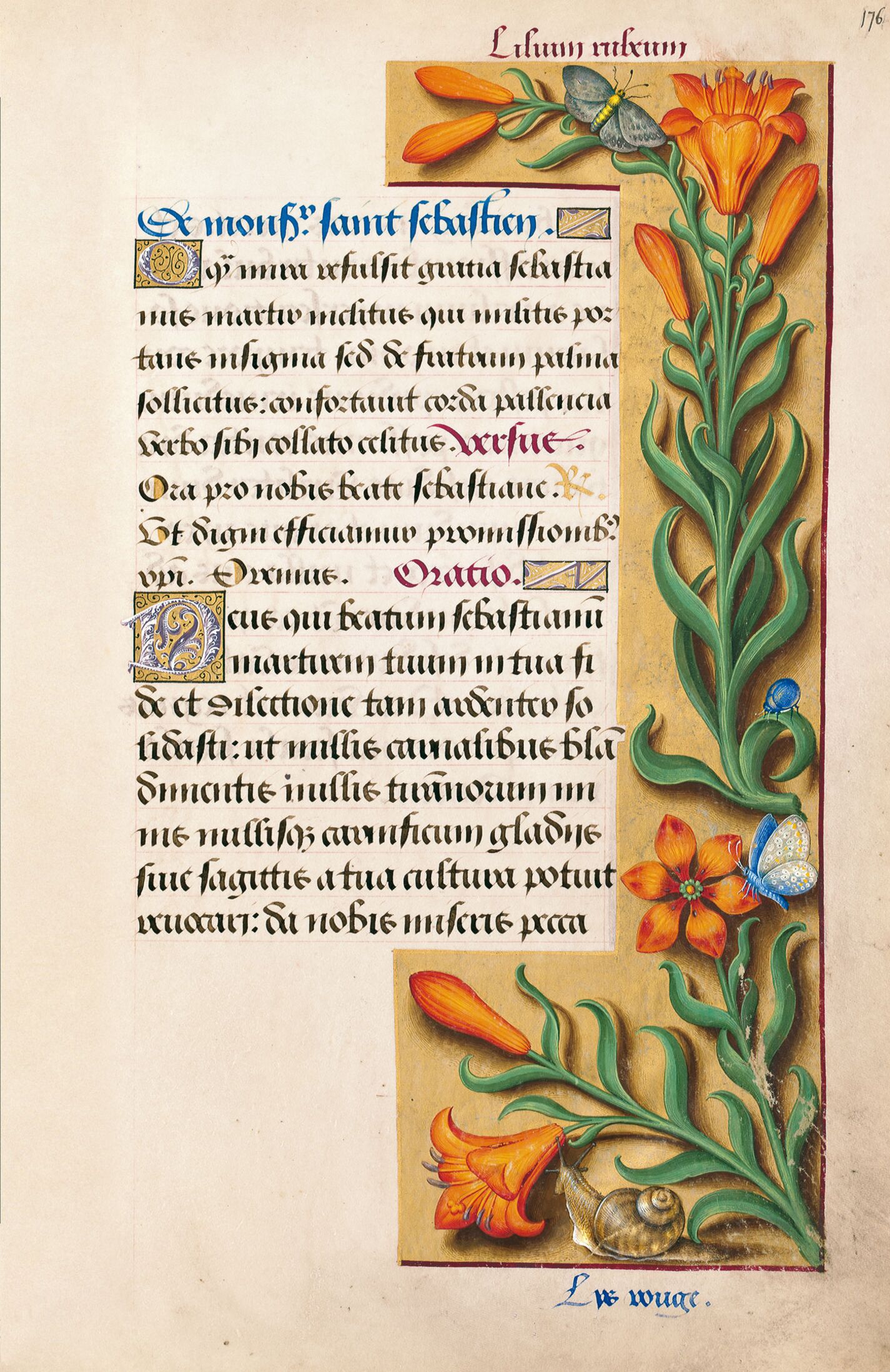 f. 176r, Lirio anaranjado