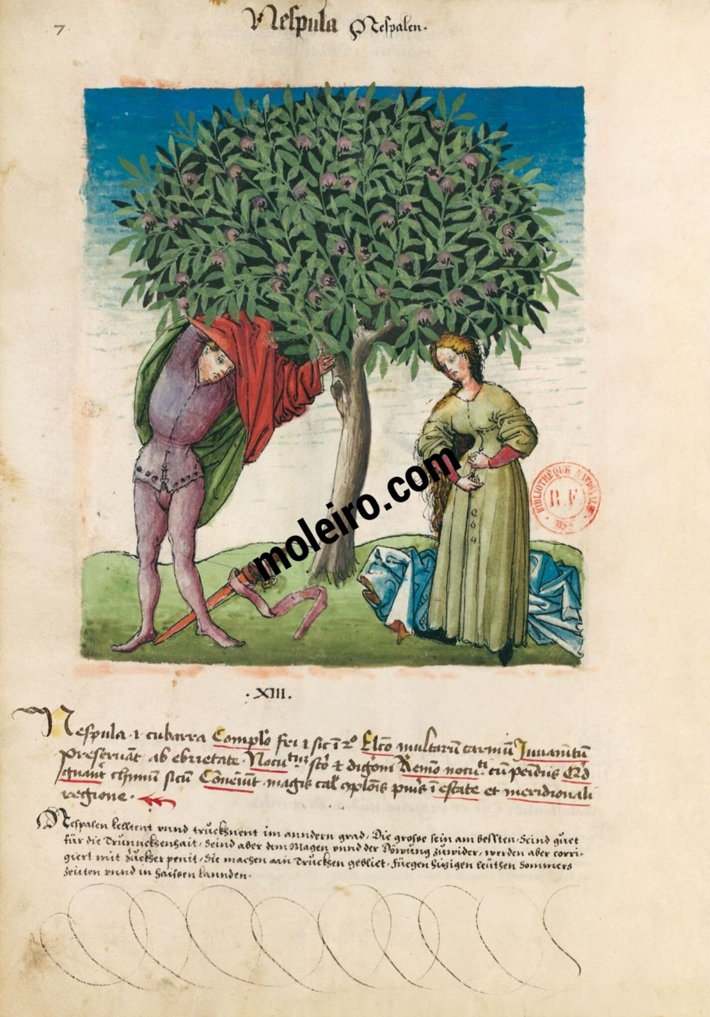 f. 7v, Níspolas