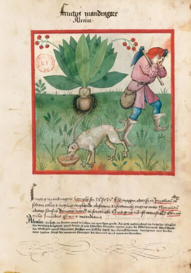 Tacuinum Sanitatis Bibliothèque nationale de France, Paris