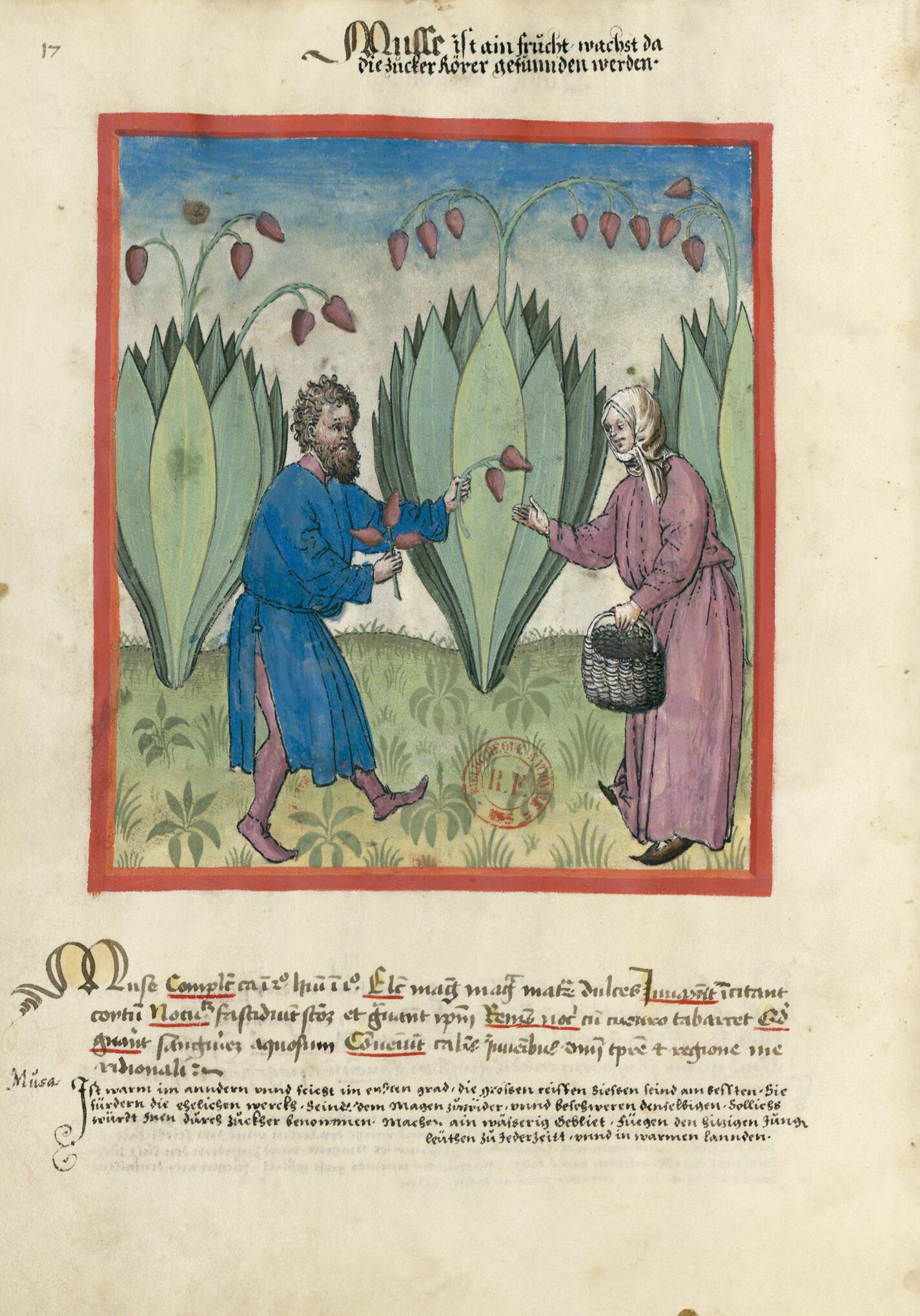 f. 17v, Plátanos