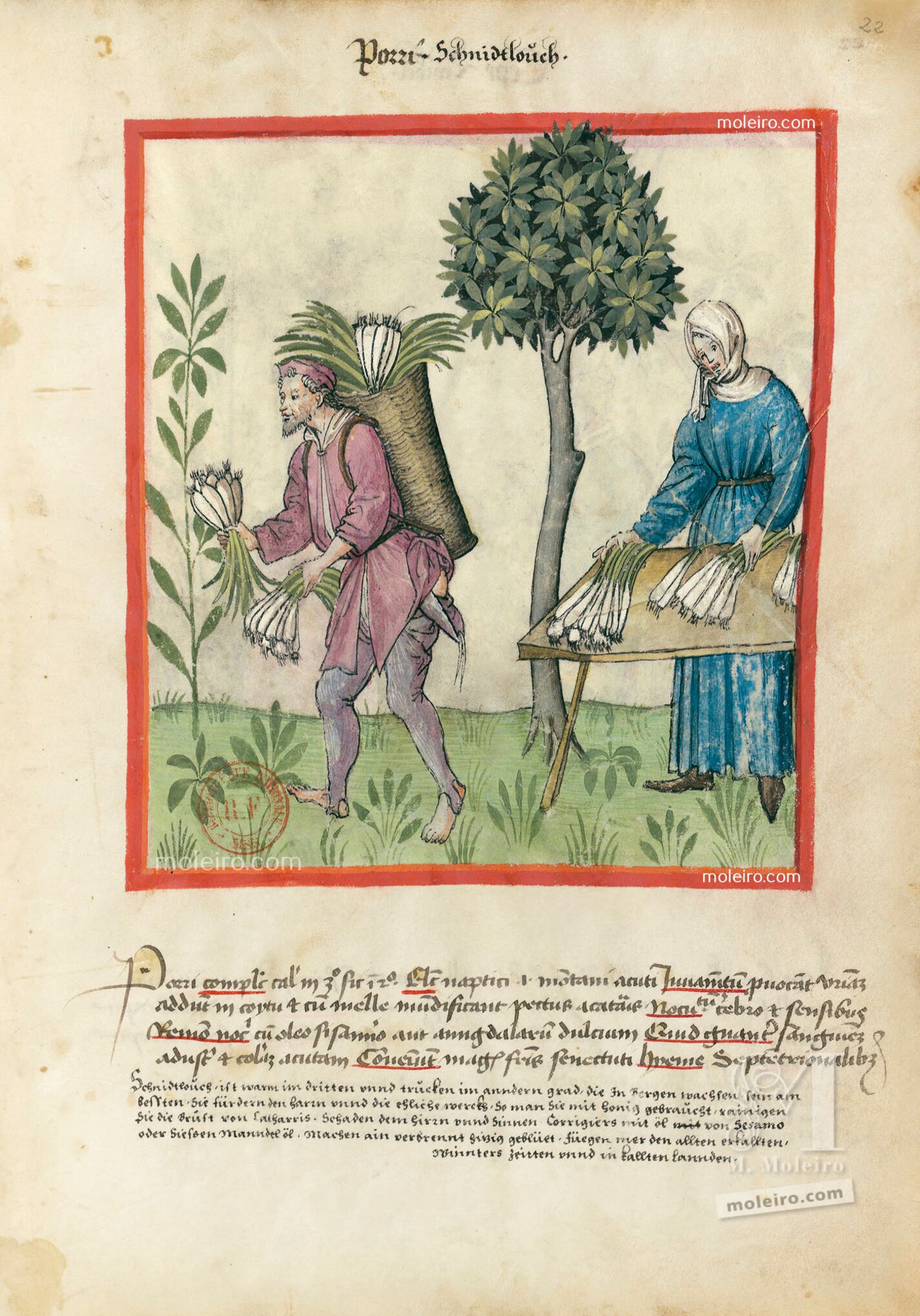 f. 22r, Puerros