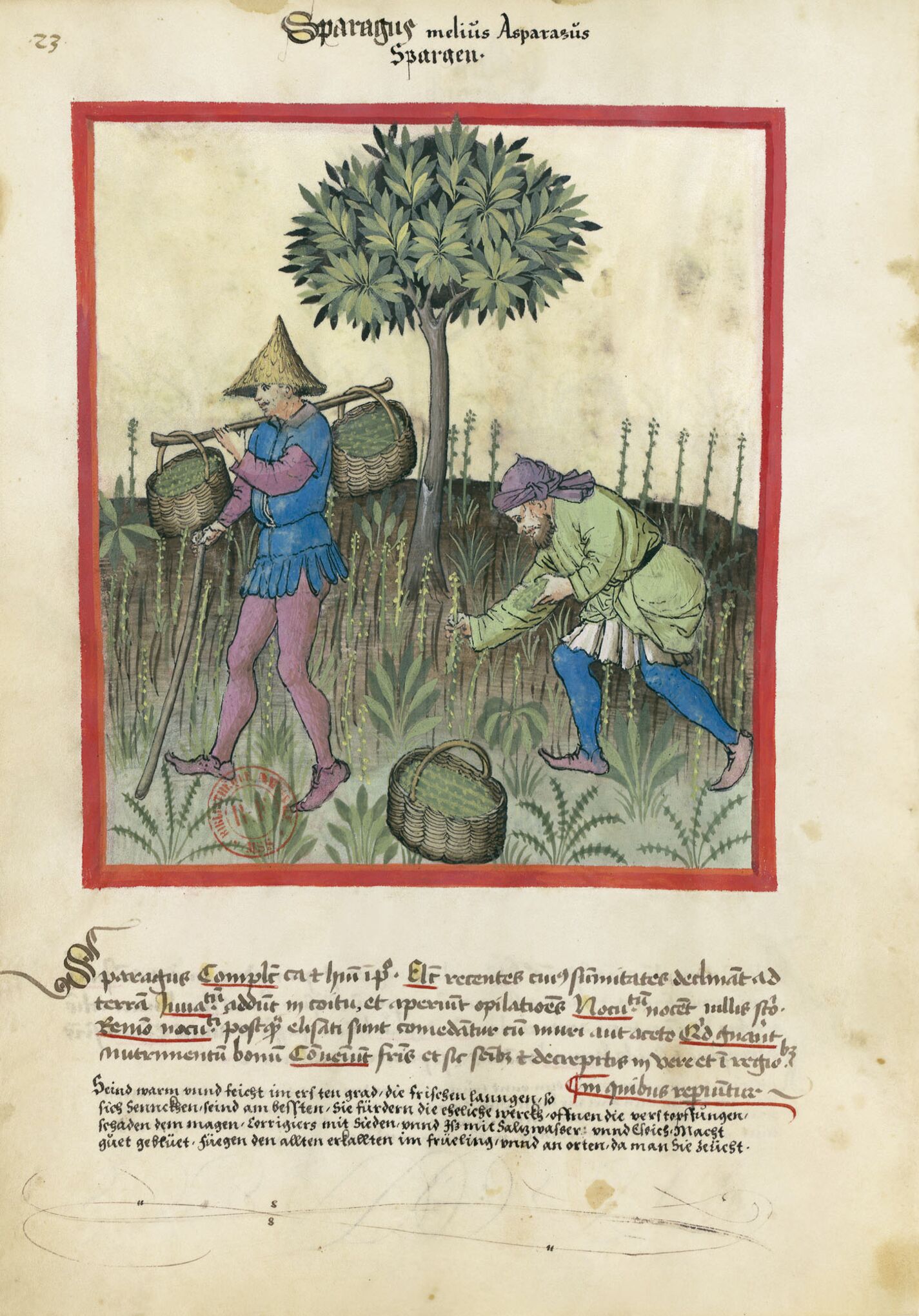 f. 23v, Espárragos