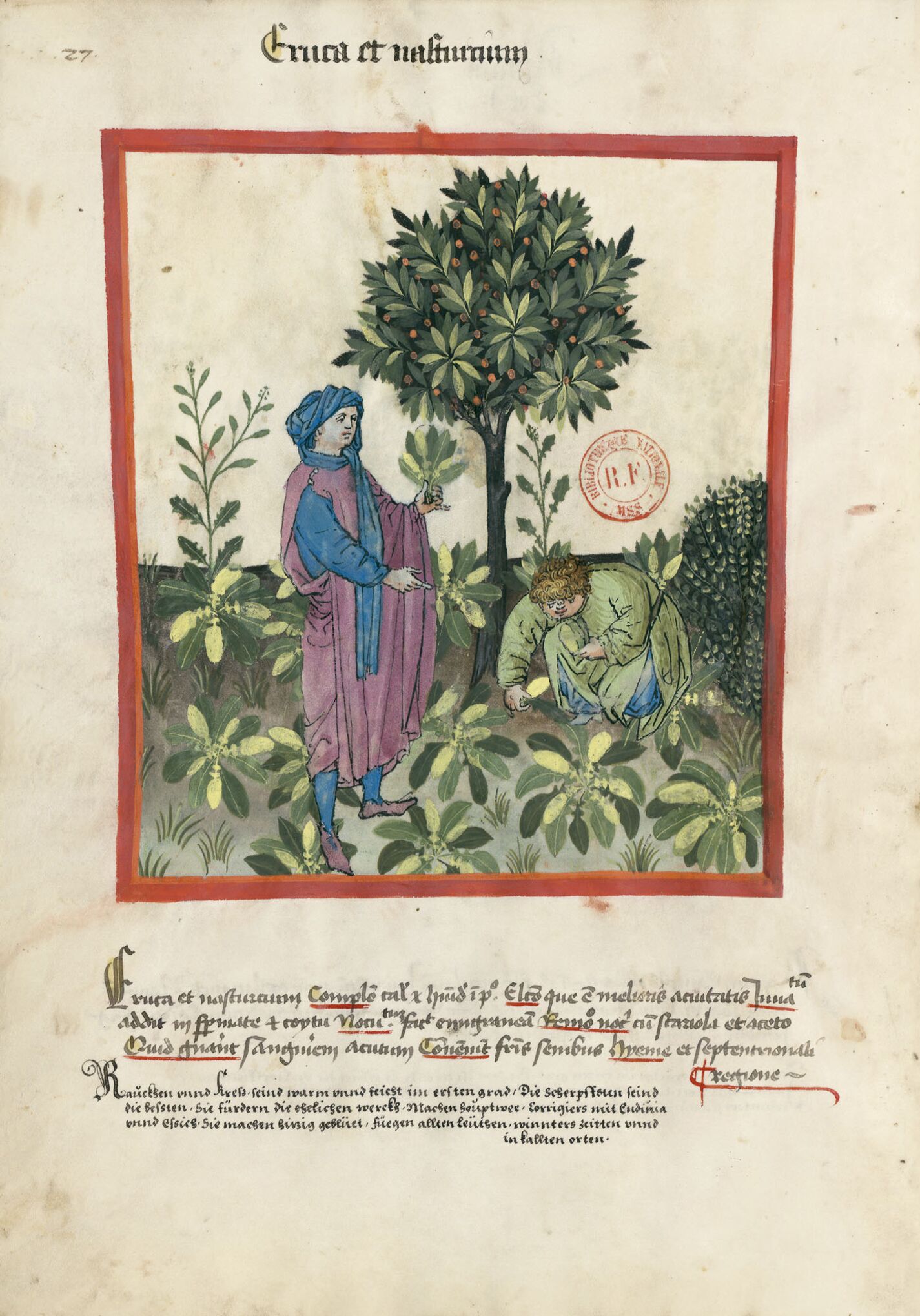 f. 27v, Oruga y berro de agua