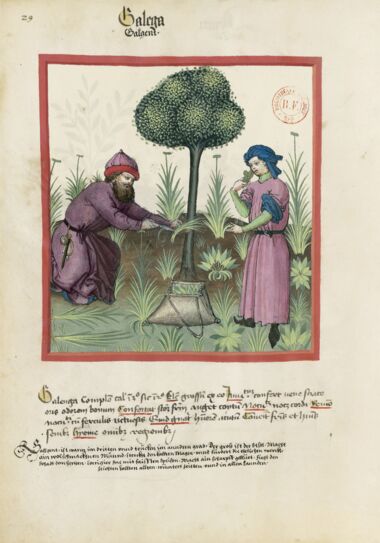 Tacuinum Sanitatis Bibliothèque nationale de France, Paris