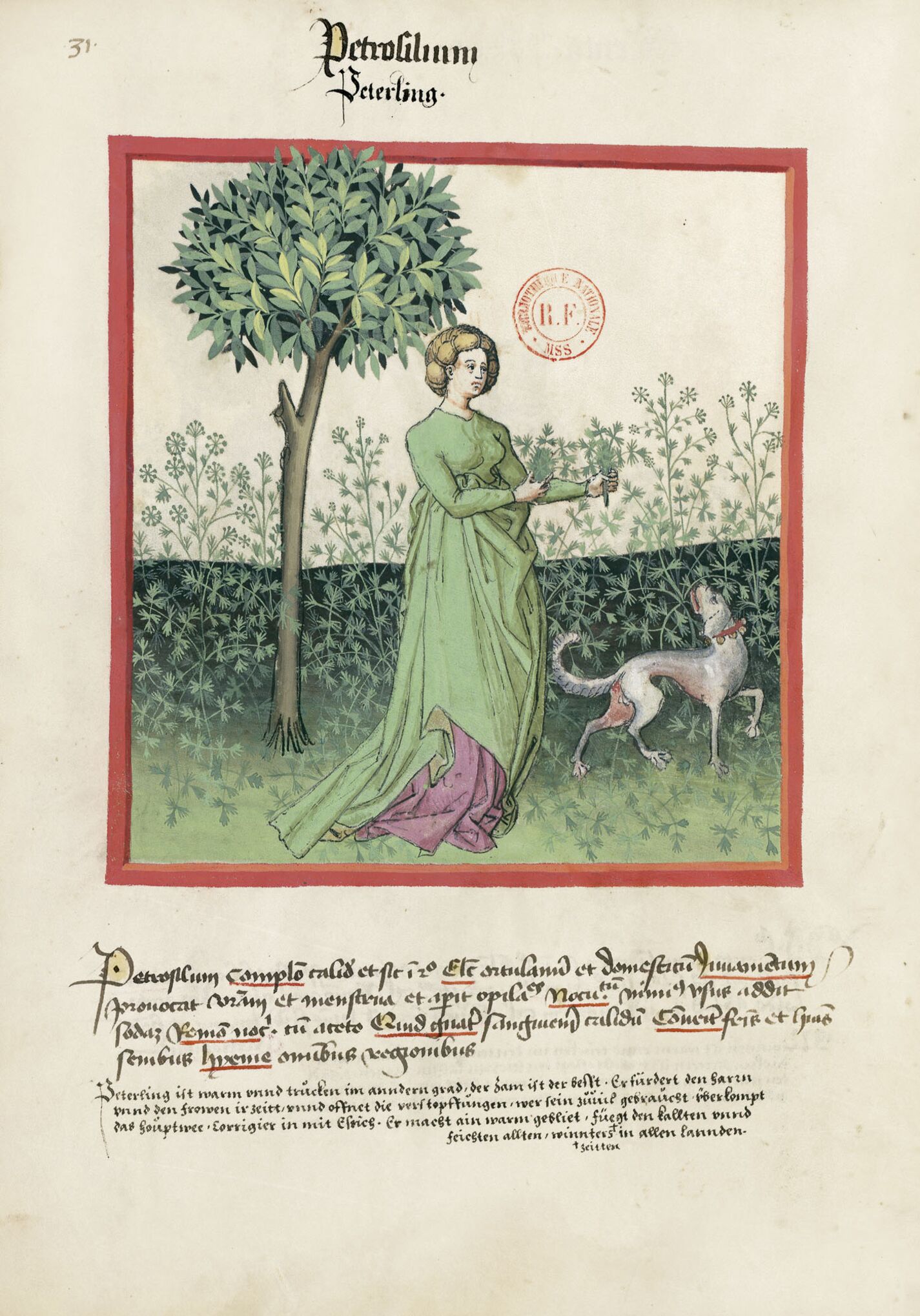 f. 31v, Perejil