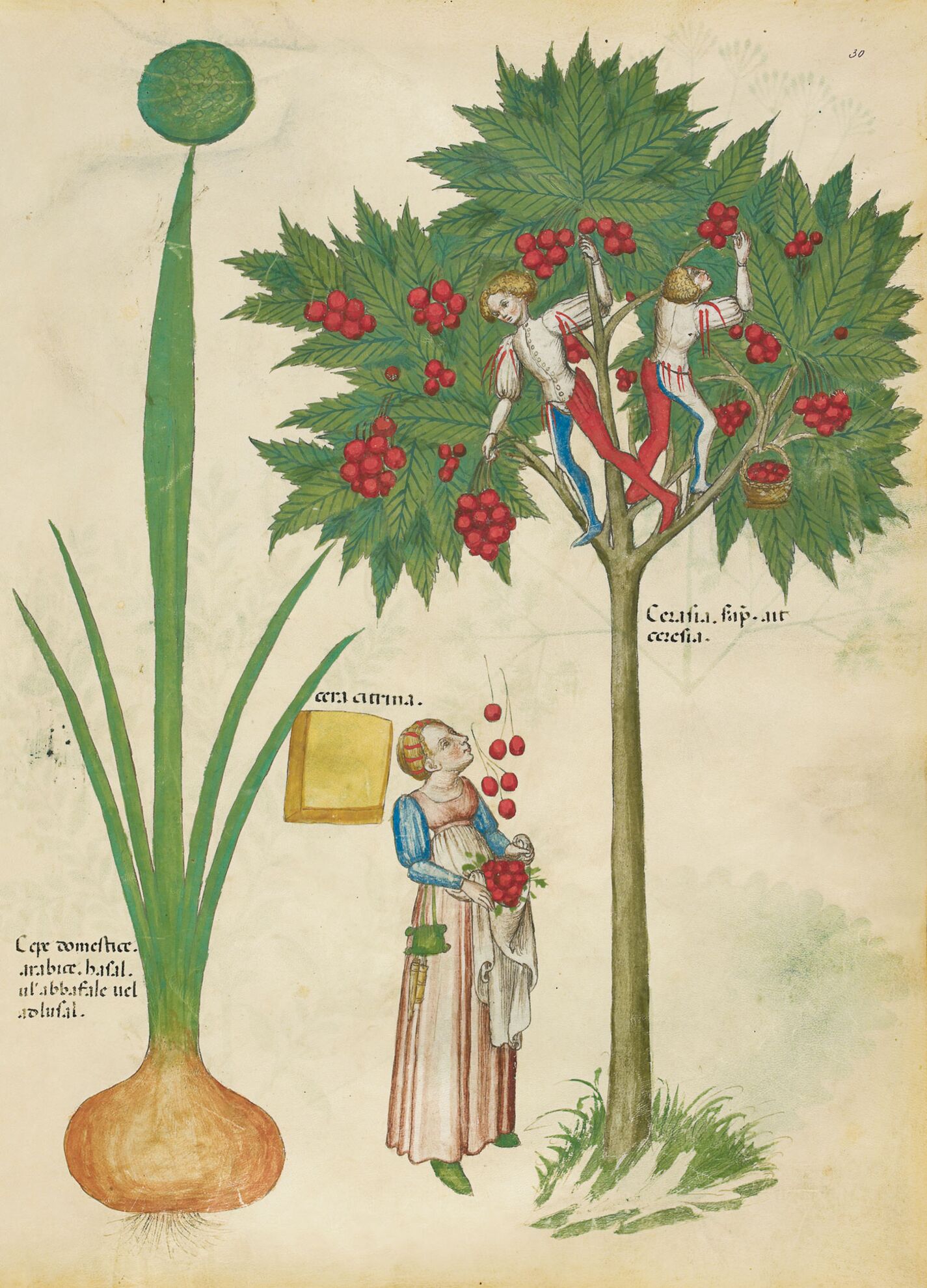 f. 30r: Cebolla cultivada; cera amarilla; cerezas