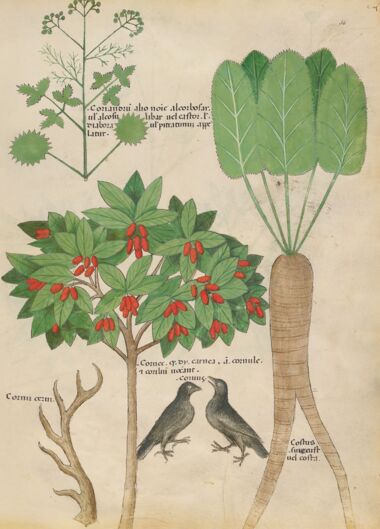 Tractatus de Herbis - Sloane 4016 The British Library, London