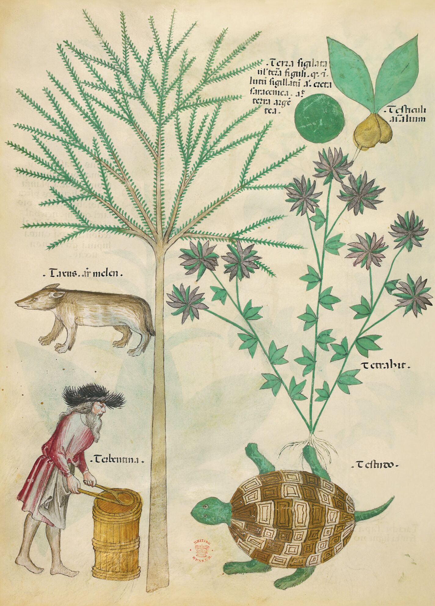 f. 98v: Tierra sellada; testículos de animales; tejo; [tejón]; ortiga real; trementina; tortuga