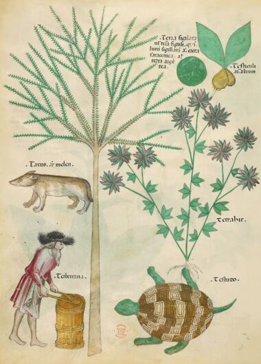 Tractatus de Herbis - Sloane 4016 The British Library, London