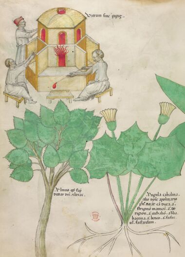 Tractatus de Herbis - Sloane 4016 The British Library, London