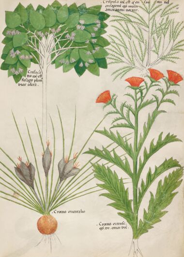 Tractatus de Herbis - Sloane 4016 The British Library, London