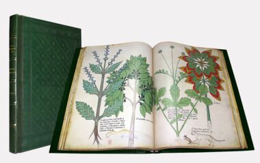 Tractatus de Herbis - Sloane 4016 The British Library, London