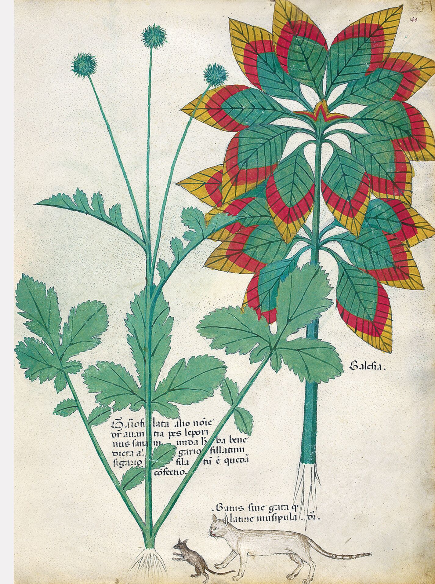 f. 40r: Amaranta tricolor; hierba de san Benito; gato o gata