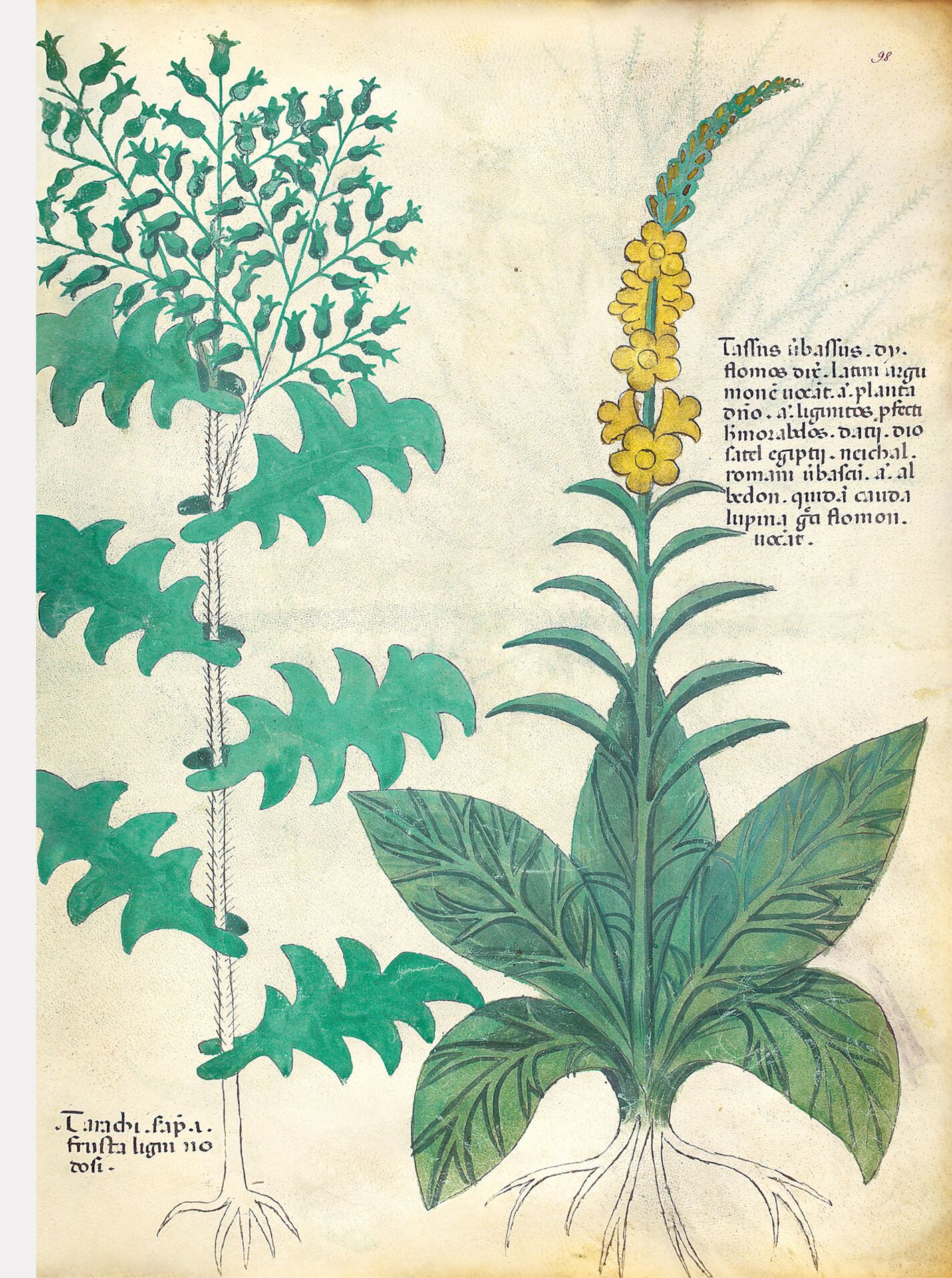 f. 98r: Gordolobo; senecio común