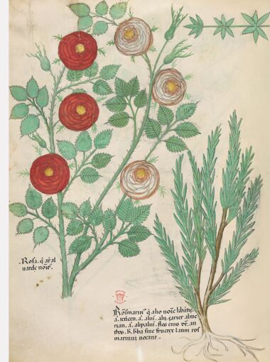 Tractatus de Herbis - Sloane 4016 The British Library, London