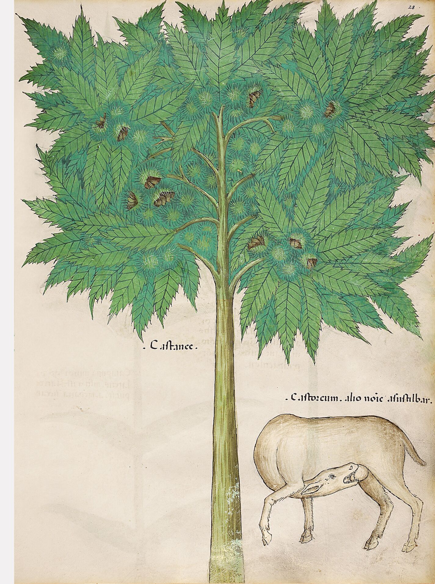 f. 28r: Castañas; castóreo