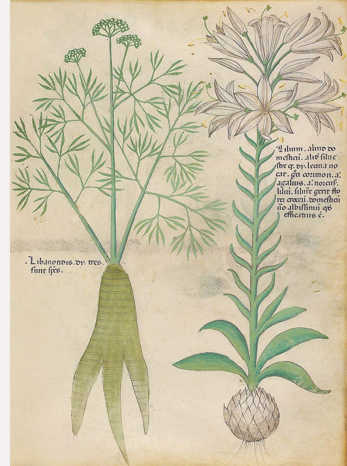 f. 52r: Lirio; libanotidis