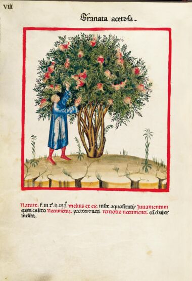Theatrum Sanitatis Biblioteca Casanatense, Rome Theatrum Sanitatis Biblioteca Casanatense, Rome